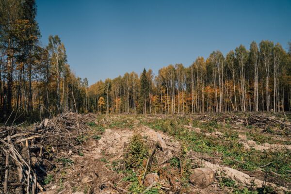 Новости Кофемании - Итоги мероприятия «Сохраним лес»